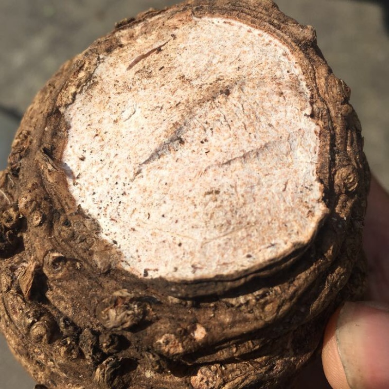 粉质重楼统个干货白心重楼