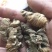 粉质重楼统个干货白心重楼