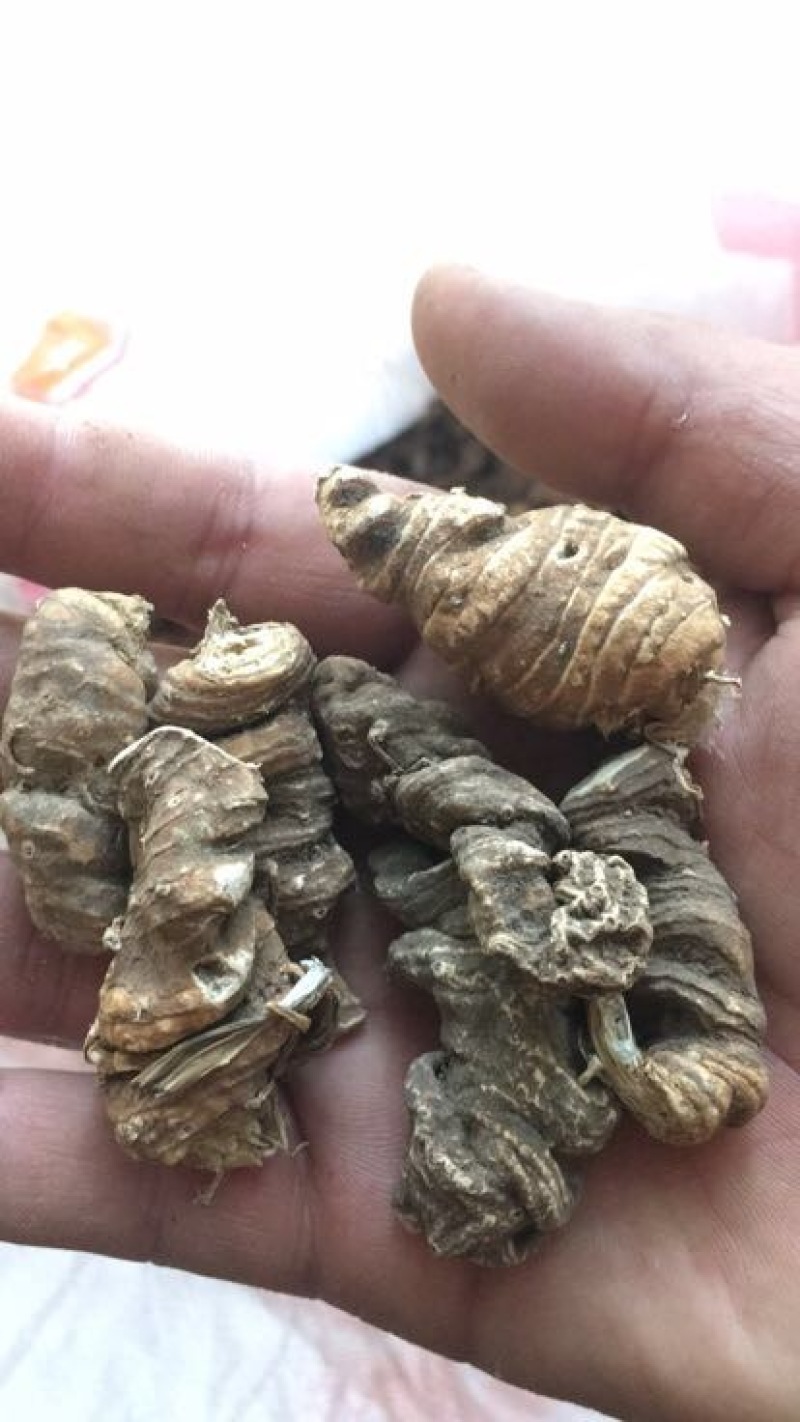 粉质重楼统个干货白心重楼