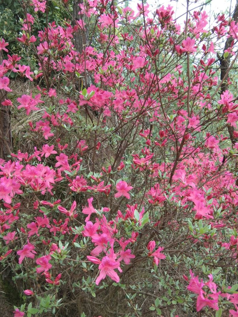 映山红树桩，有红花，紫花，黄花，现挖现卖10~15cm