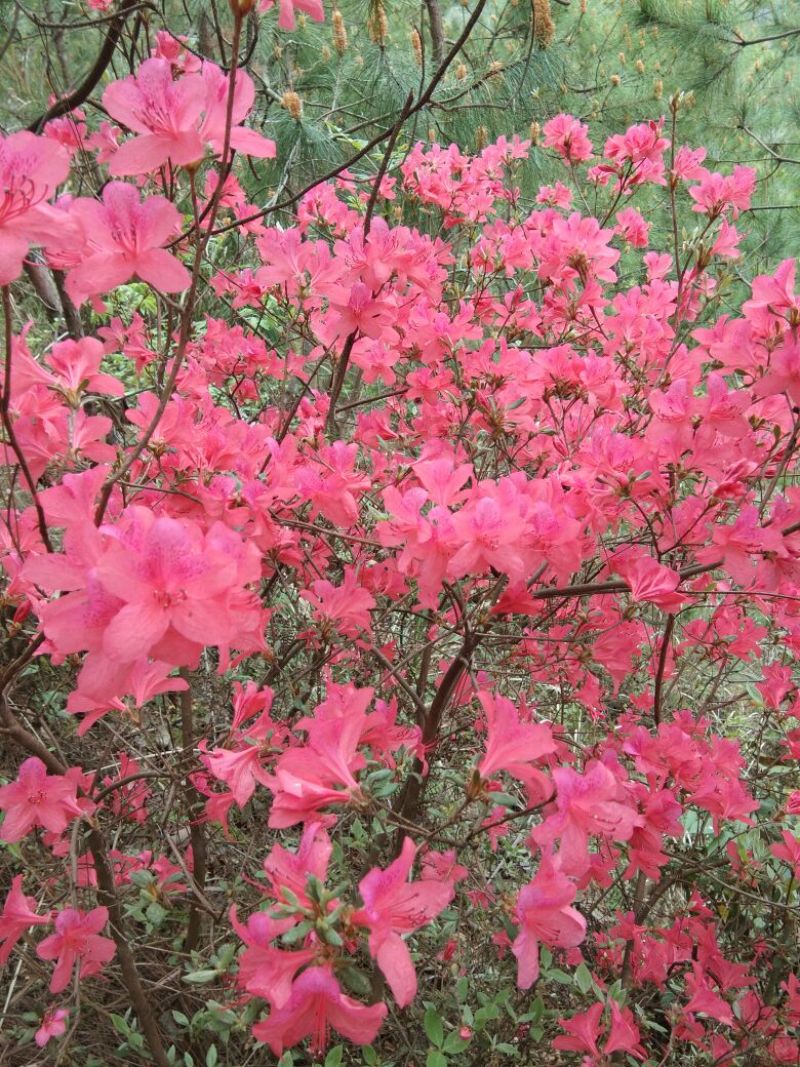 映山红树桩，有红花，紫花，黄花，现挖现卖10~15cm