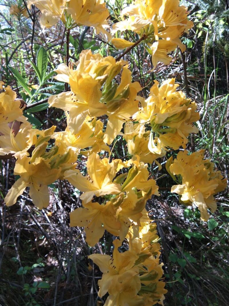 映山红树桩，有红花，紫花，黄花，现现卖15~20cm