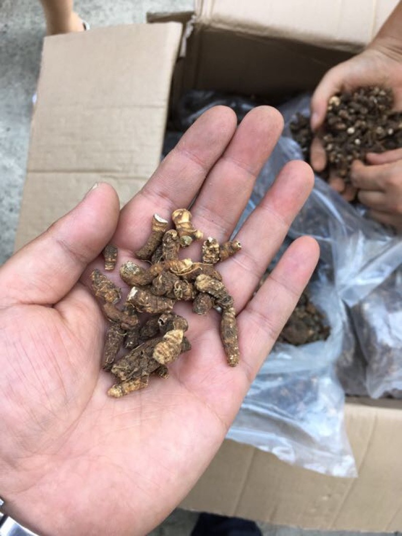 胶质重楼统个干货黄心重楼