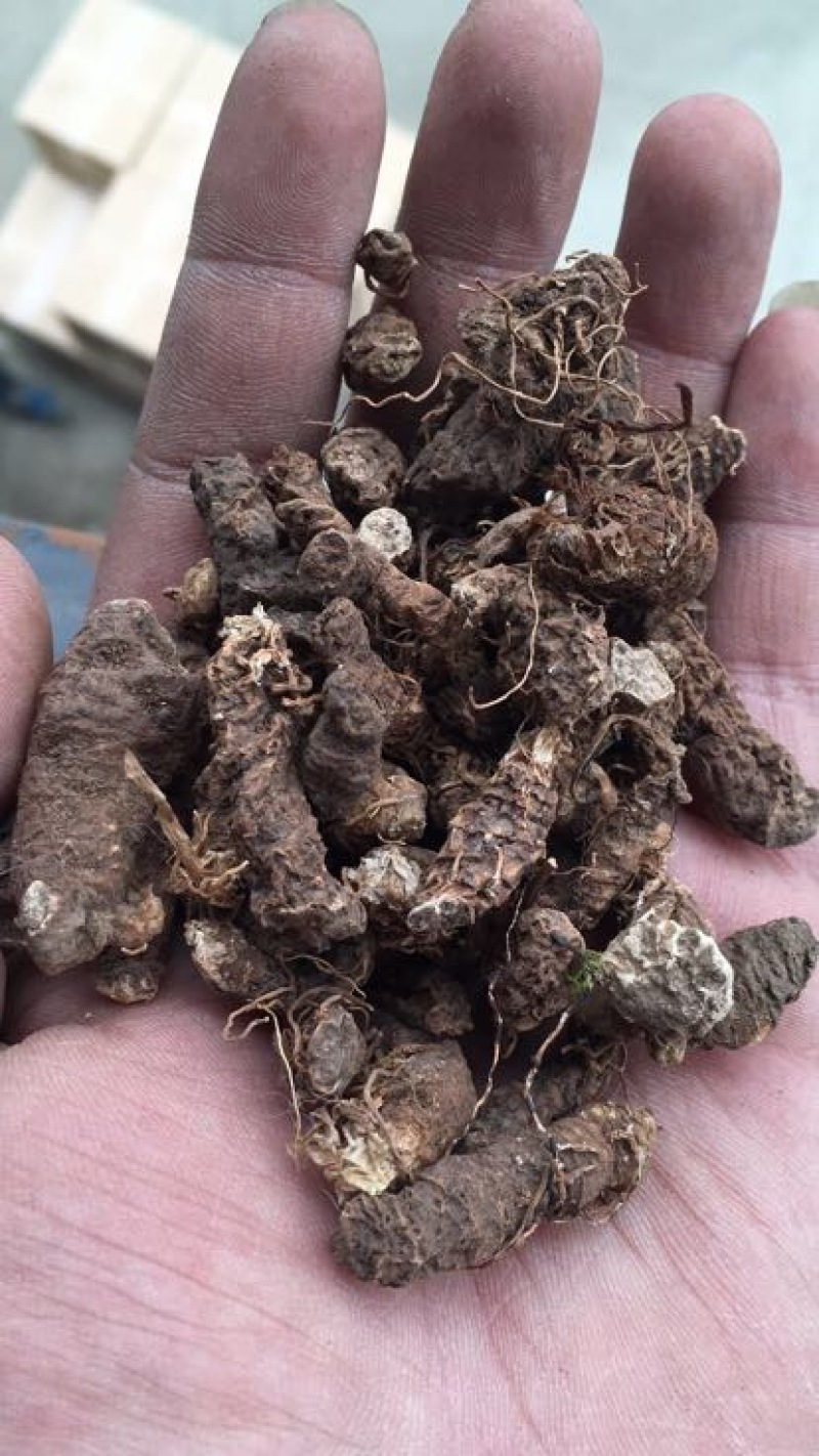胶质重楼统个干货黄心重楼