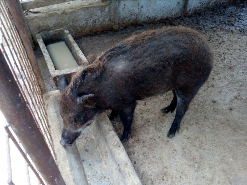 野猪苗野猪母猪全国包邮