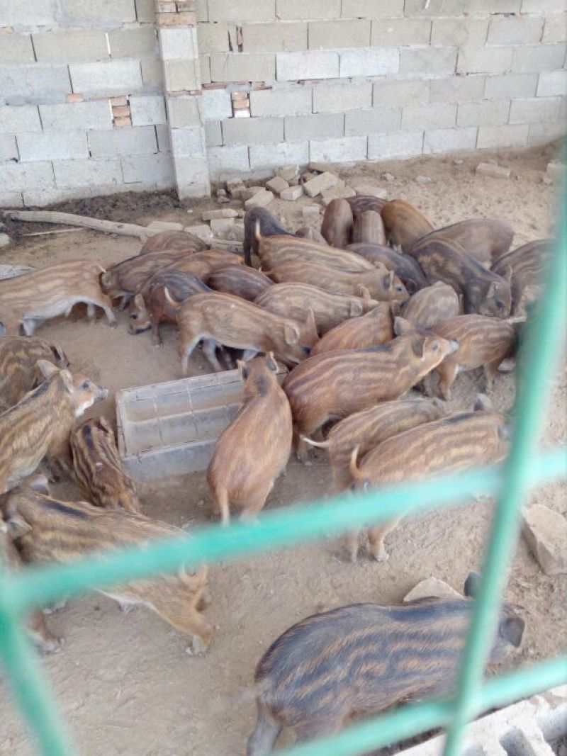 野猪苗野猪母猪全国包邮