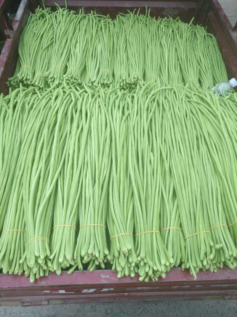豆角长豆角60cm以上产地直发量大从优视频验货等您沟通