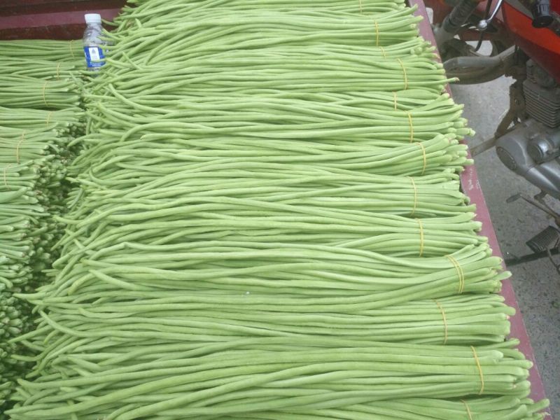 豆角长豆角60cm以上产地直发量大从优视频验货等您沟通