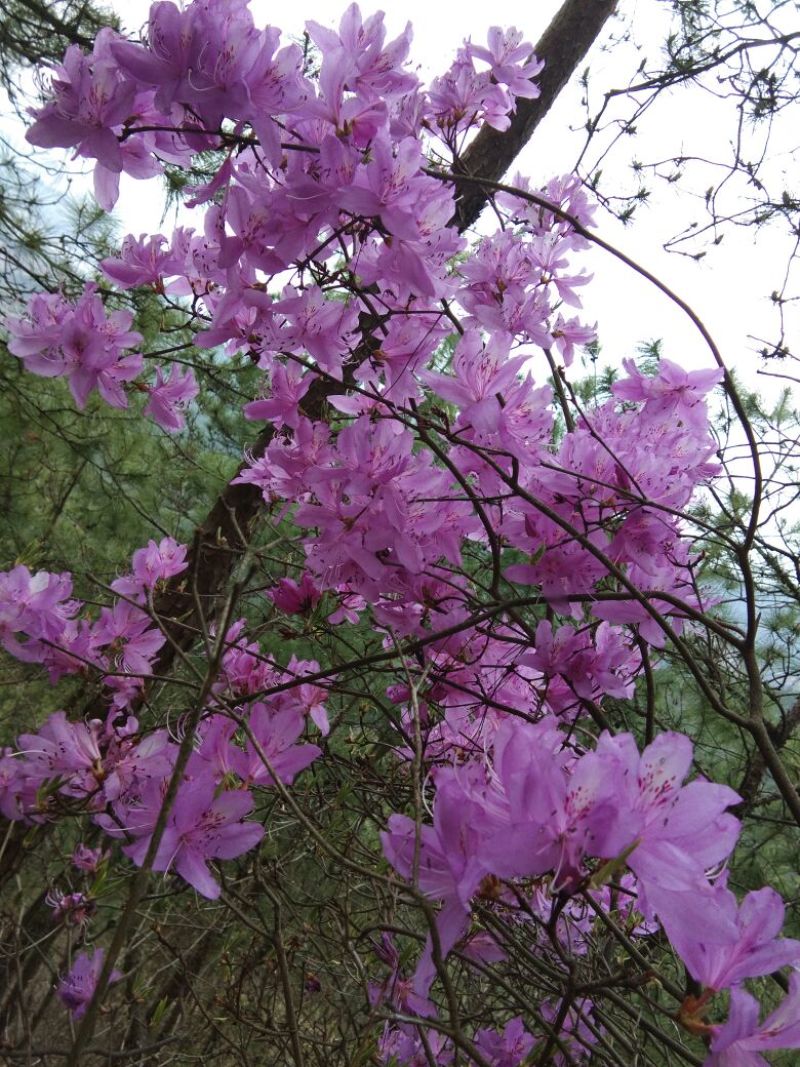 映山红树桩有红花，紫花，黄花，现挖现卖，25~30cm