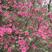 映山红树桩有红花，紫花，黄花，现挖现卖，25~30cm
