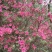 映山红树桩有红花，紫花，黄花，现挖现卖，25~30cm