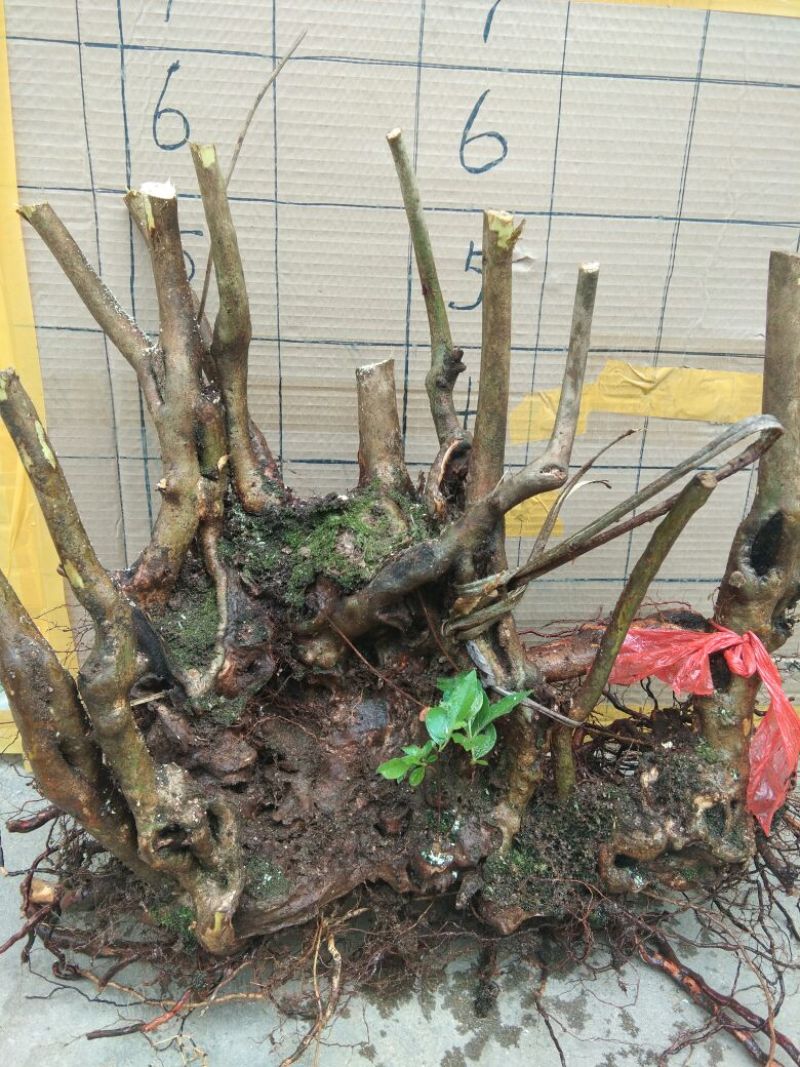 映山红树桩有红花，紫花，黄花，现挖现卖。35cm以上