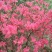 映山红树桩有红花，紫花，黄花，现挖现卖。35cm以上