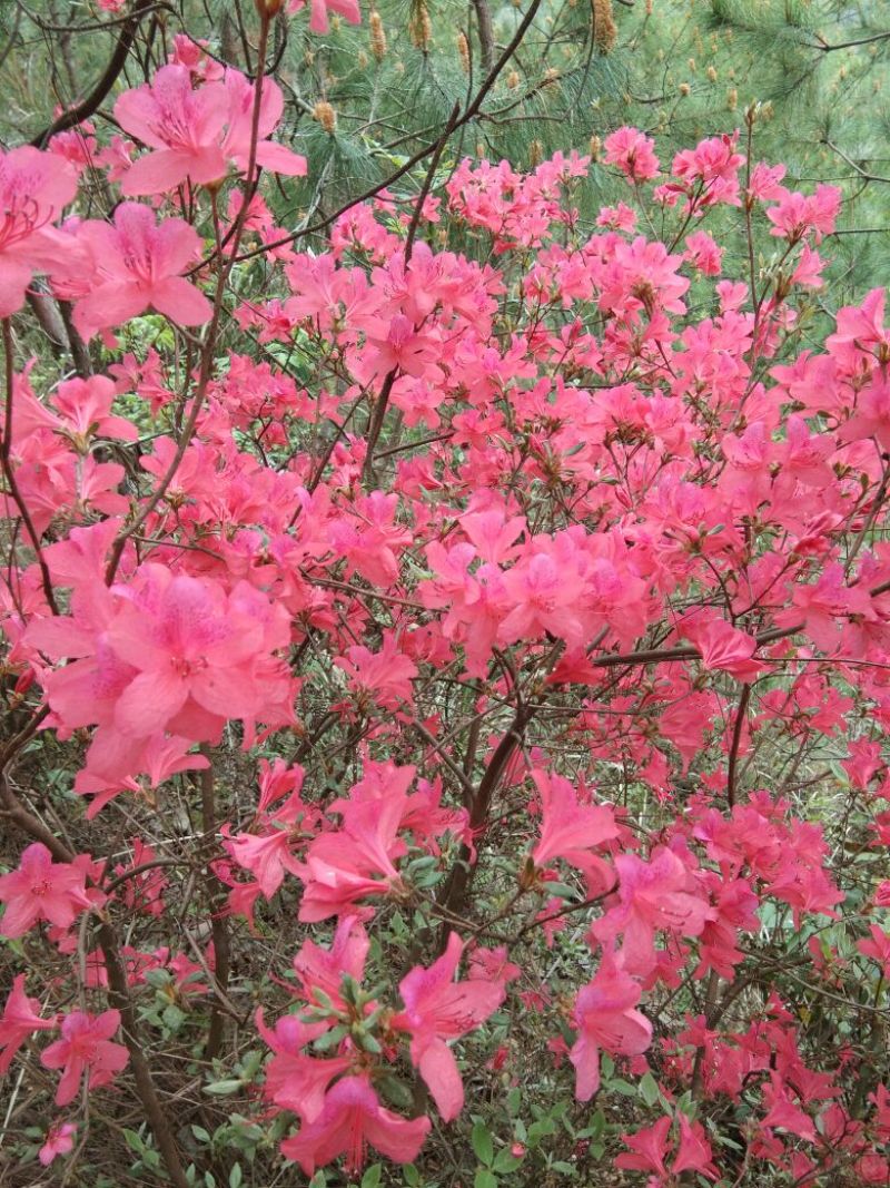映山红树桩有红花，紫花，黄花，现挖现卖。35cm以上