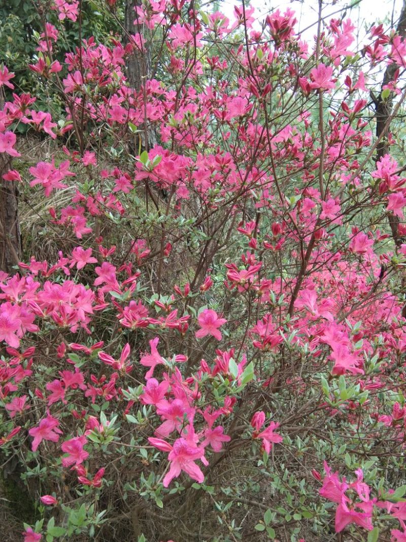 映山红树桩有红花，紫花，黄花，现挖现卖。35cm以上