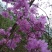 映山红树桩有红花，紫花，黄花，现挖现卖。35cm以上