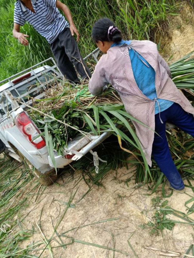 甜象草种节一节两棵芽