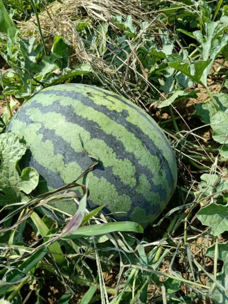花瓜甜王万亩