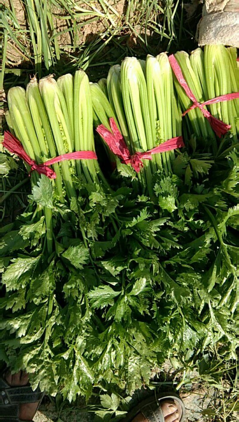 美国胜利西芹，皇后西芹种植基地