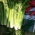 美国胜利西芹，皇后西芹种植基地