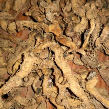 黄精