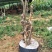 三红紫薇6~8cm1.5~2米1~2米