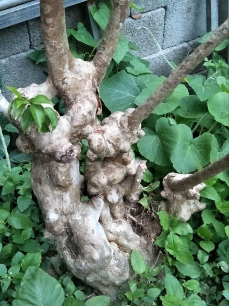 三红紫薇6~8cm1.5~2米1~2米