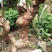 三红紫薇6~8cm1.5~2米1~2米