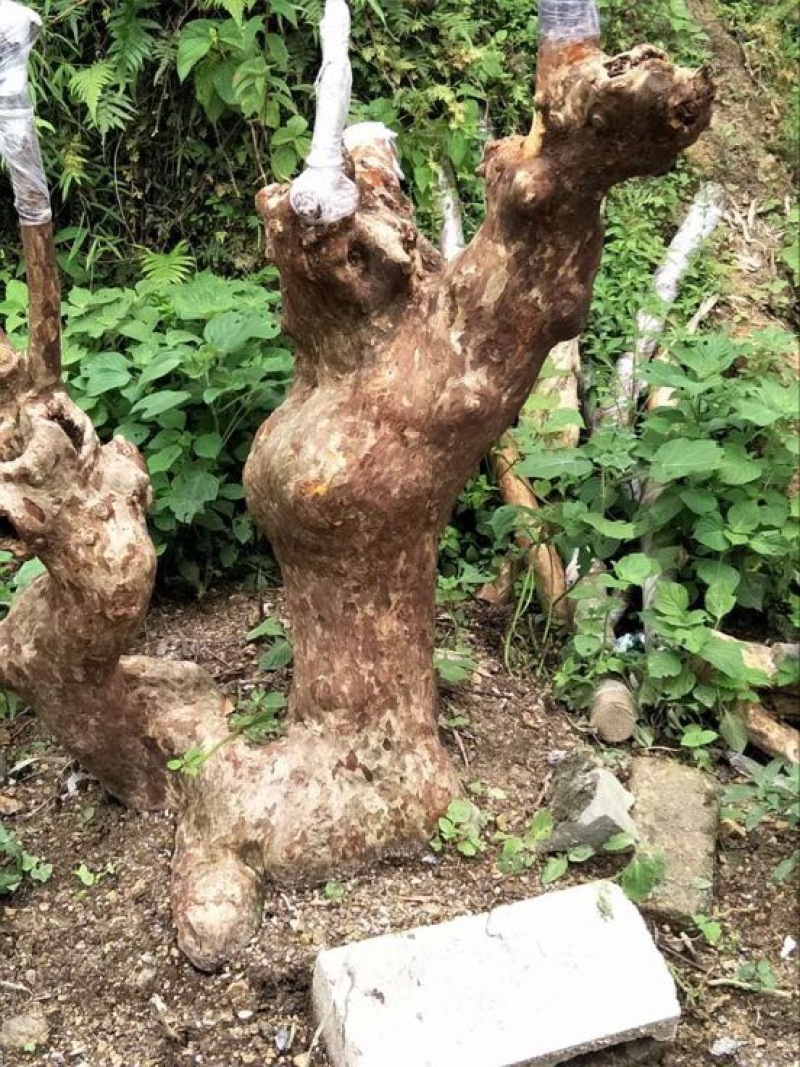 三红紫薇6~8cm1.5~2米1~2米