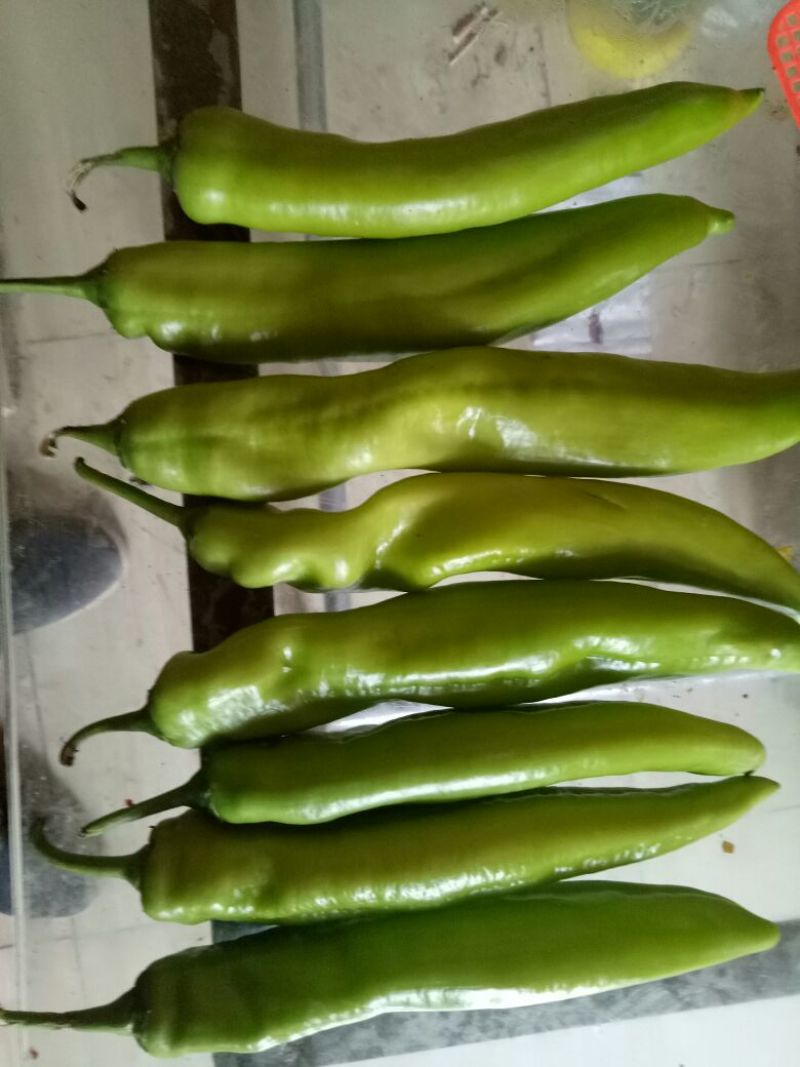 大青椒4cm以上现货，大量上市