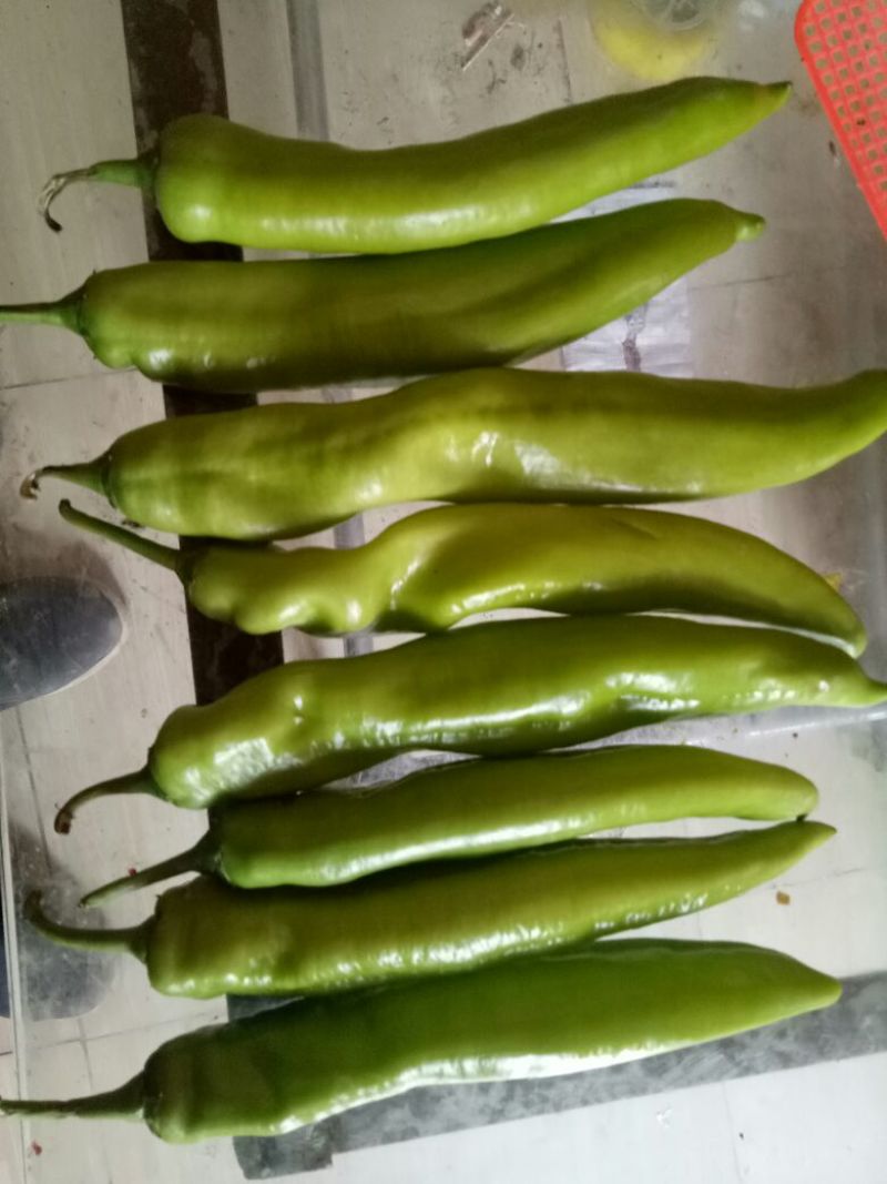 大青椒4cm以上现货，大量上市