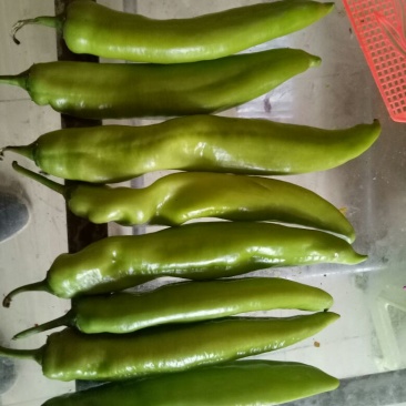 大青椒4cm以上现货，大量上市