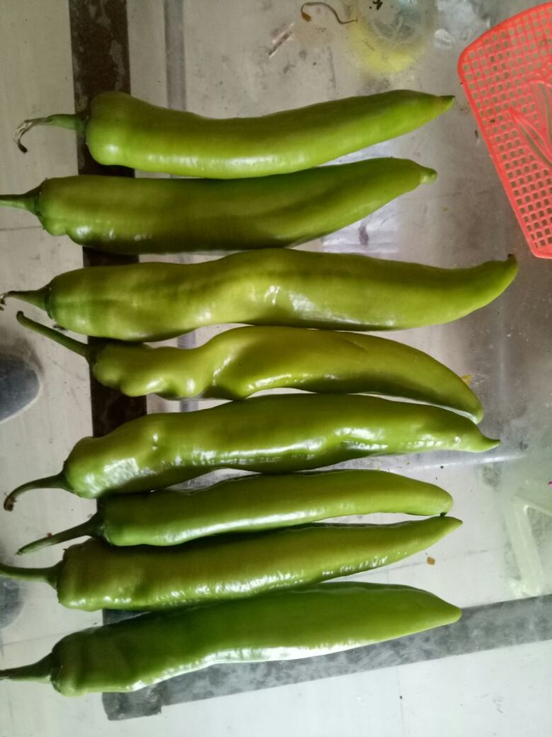 大青椒4cm以上现货，大量上市