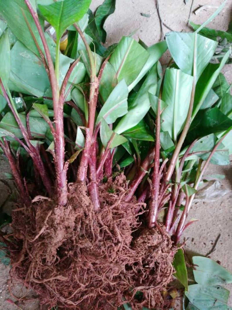广西红香蕉苗营养杯苗正品保证