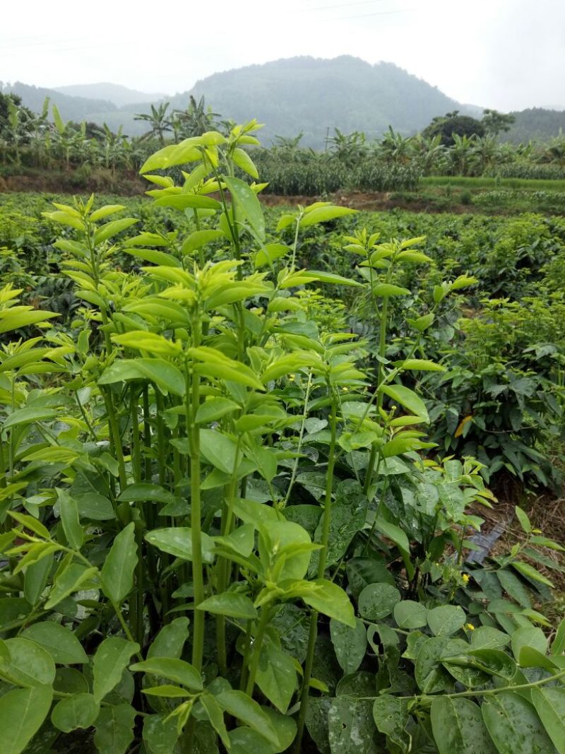 树仔菜/益肝菜/天绿香，正宗野菜