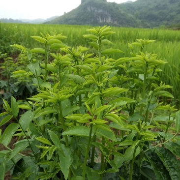 树仔菜/益肝菜/天绿香，正宗野菜