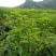 树仔菜/益肝菜/天绿香，正宗野菜