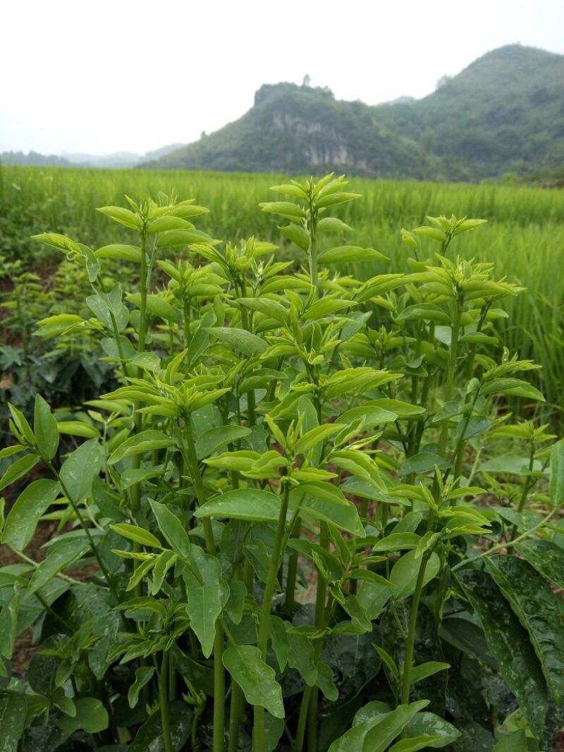 树仔菜/益肝菜/天绿香，正宗野菜