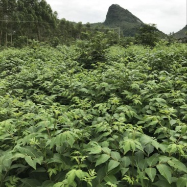 吴茱萸中花统