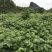 吴茱萸中花统