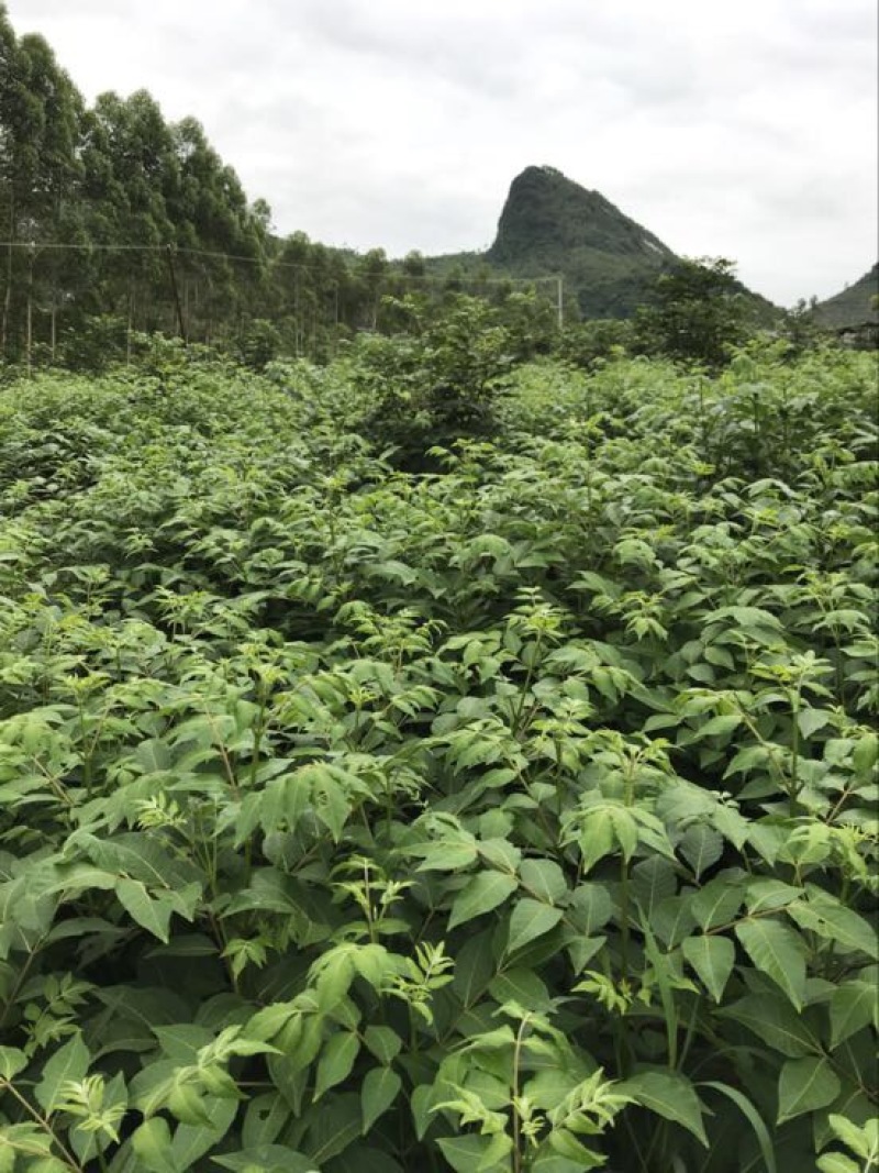 吴茱萸中花统