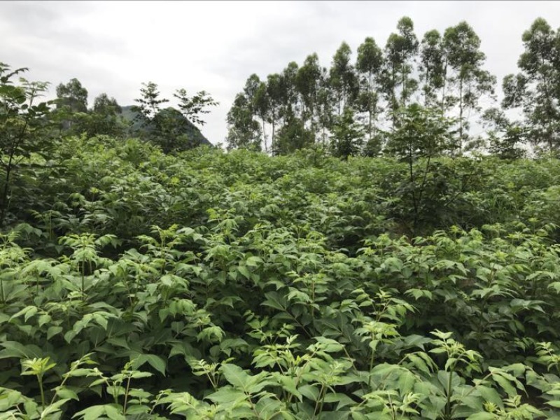 吴茱萸中花统