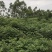 吴茱萸中花统