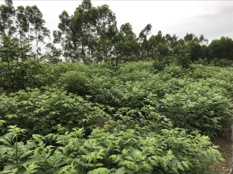 吴茱萸中花统