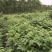吴茱萸中花统
