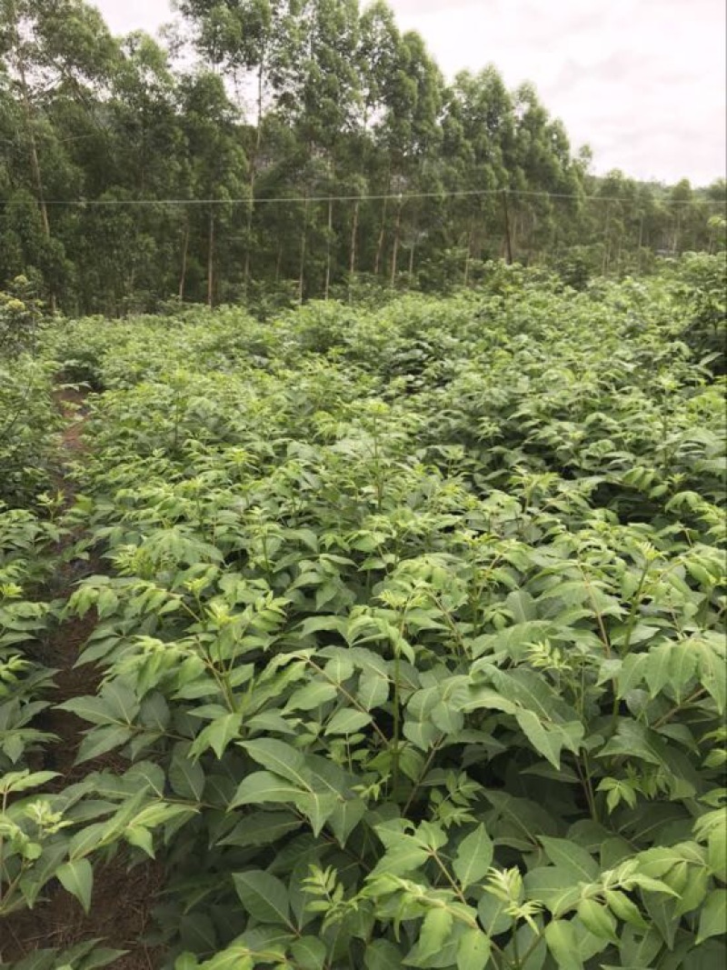 吴茱萸中花统