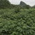 吴茱萸中花统