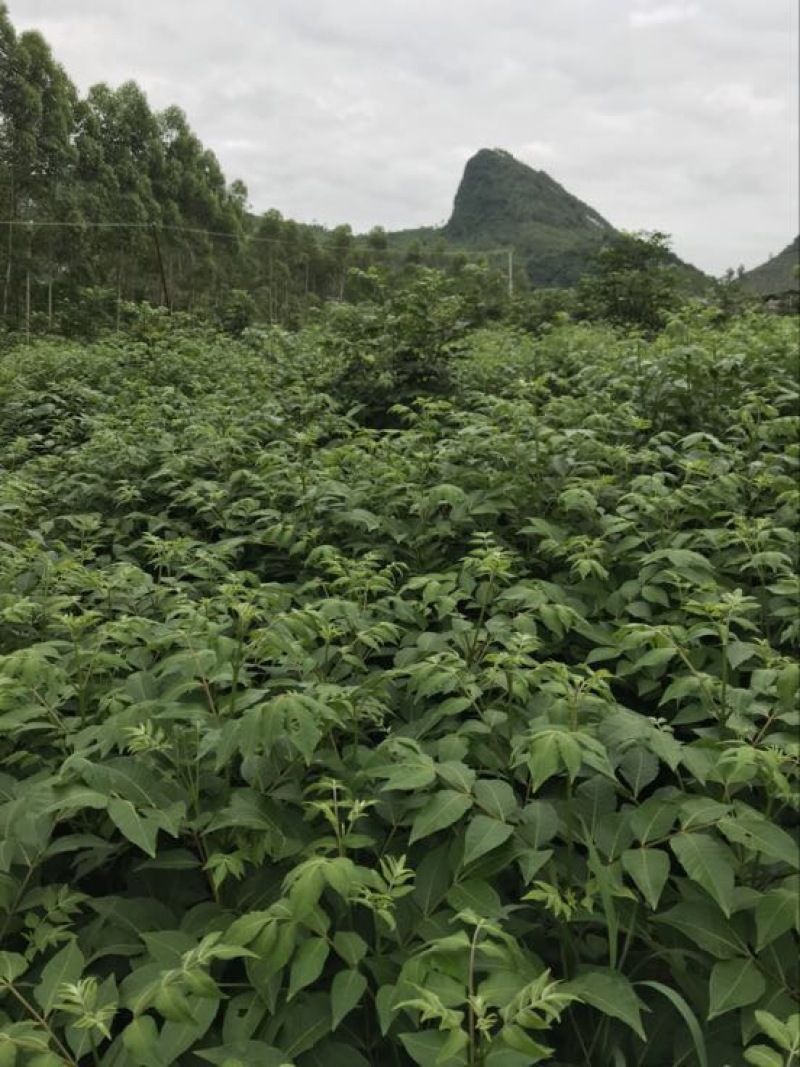 吴茱萸中花统