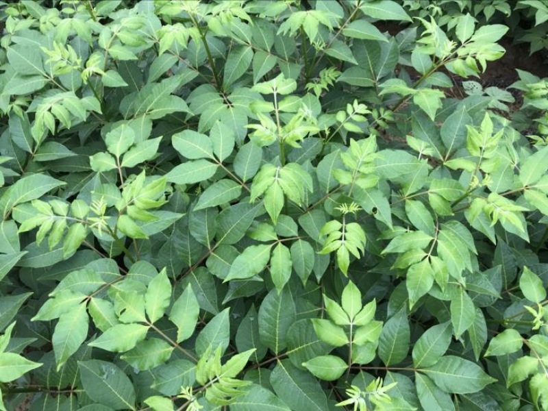 吴茱萸中花统