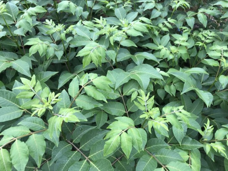 吴茱萸中花统